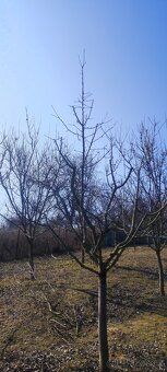 Stříhání , výsadba ovocných stromů - 10