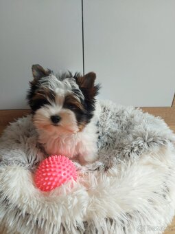 Biewer yorkshire terrier - 10