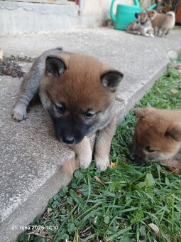 Shiba-Inu - štěňata - 10