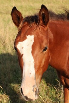 Hřebečci,Valášek American Paint Horse - 10