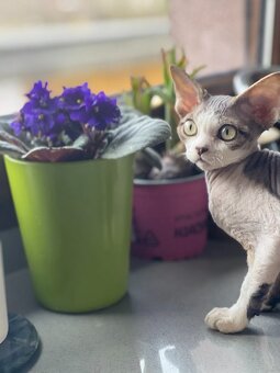 Devon rex koťátka s PP - 10