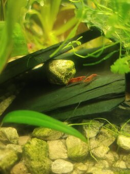 Krevetky červená . Red cherry - 10