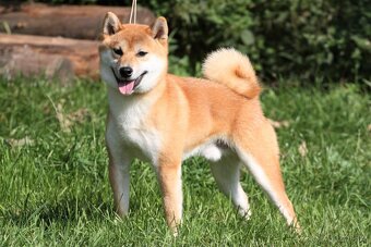 Shiba inu s PP - 10