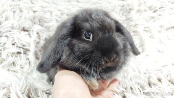 Zakrslý beránek, králíček, králík - BRUNO - 10