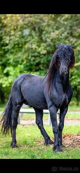 Barock pinto X Welsh Cob - 10