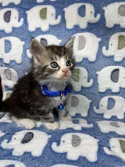 Maine coon mainská mývalí - 10