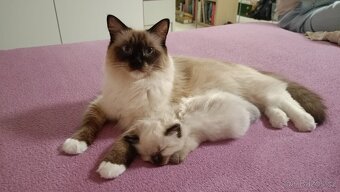 Koťátka Ragdoll - vánoční překvapení - již rezervována - 10