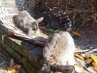 Zakrslý králík - 10