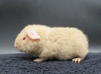 Morče, morčátko s PP (samičky, samečci) - 10