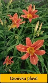 Odkopky trvalek a skalniček - 10