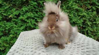 Zakrslý králík, králíček-(lvíček)-NATANIEL - 10