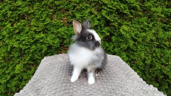 Zakrslý králík, králíček -(lvíček)-TIMMY - 10