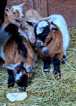 Holandská koza zakrsla - 10