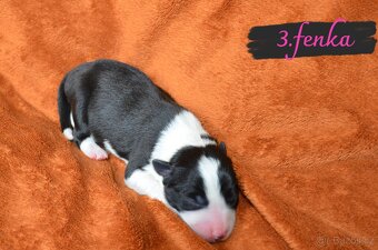 BORDER COLLIE - 10