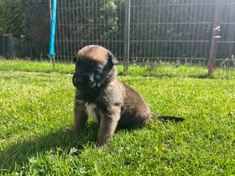 Belgický ovčák - malinois s PP - 10