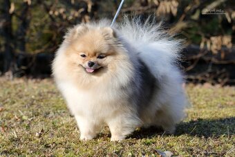 Pomeranian s PP FCI - 10