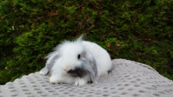 Zakrslý beránek, králíček, králík - MOLLY - 10