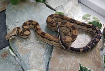 Boa imperator - Anery, Motley, IMG 50% het Sharp Albino - 10