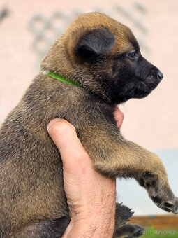 Prodám štěněta Belgický ovčák Malinois s PP - 10