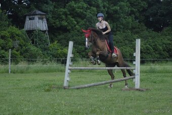 Roční Pony klisna 1/2 QH - 10