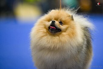 Pomeranian - PureLivePuppy FCI - 10