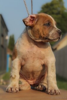American Bully XL 🐾 - 10