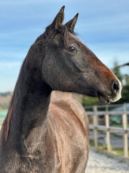 Mladá kobylka po Cornet de Lux - 10