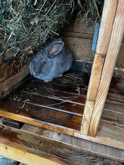 Modřínová kralikárna + 2x polozakrslý králík - 10