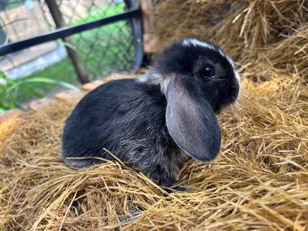 Mini lop mláďata k rezervaci - 10