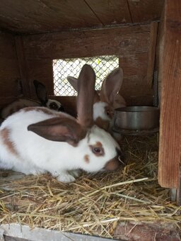 Samci Německých obrovitých strakačů NOS Ája kříženci obrů - 10