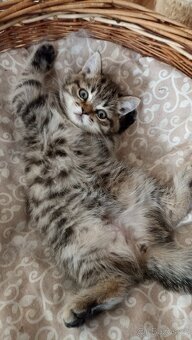 Britské whiskas kočičky s PP - 10