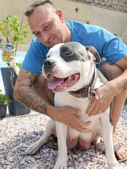 American Bully XL originální původní krev rodokmen ABKC USA - 10