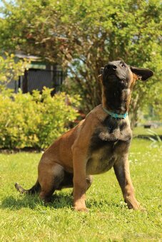 Belgický ovčák malinois - 10