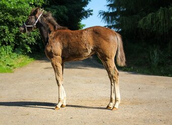 Prodám Appaloosa - 10