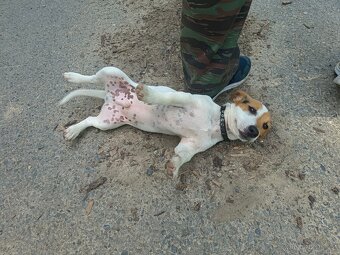 štěňata Jack Russell teriér- jrt - 10
