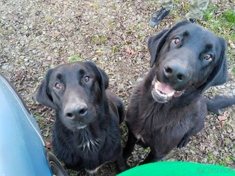 Labernese štěňátka - 10