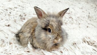 Zakrslý králík, králíček - HARRY - 10