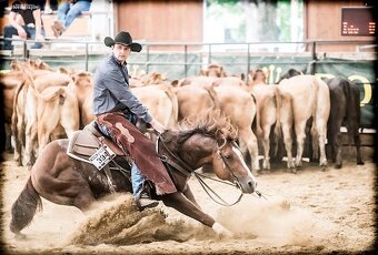 Dvouletý valach QH cutting - 10