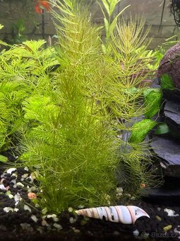 Akvarijní rostliny - 10