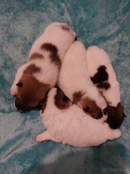 Shiba inu pinto s PP-1.vrh v ČR - 10
