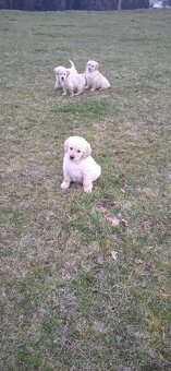 Zlatý retrívr - 10