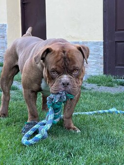 American Bully hledá milující domov - 10