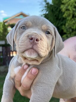 AMERICAN BULLY XL s PP - 10
