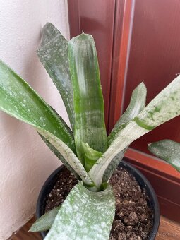 Bromélie Echmea pruhovaná (Aechmea fasciata)🌺 - 10