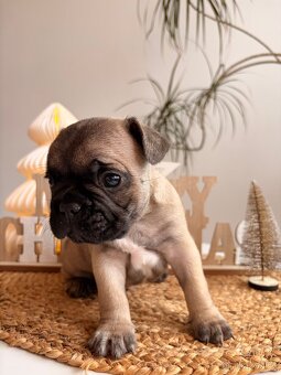 Francouzský buldoček bez PP - 10