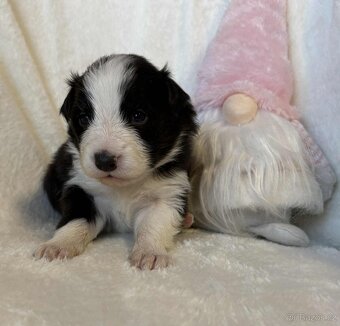 Border kolie s PP - 10