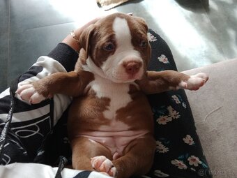American Bully pocket size POCKET/STANDARD - 10