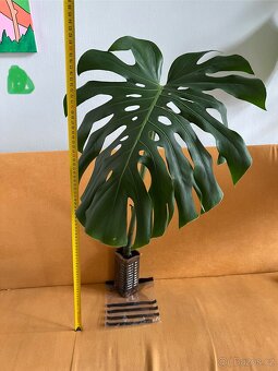 Monstera zakořeněné řízky 3ks - 10
