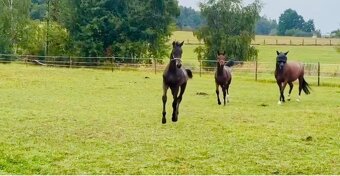 Nadějný drezurní hřebeček po odstavu Toto Gold/Glamourdale - 10