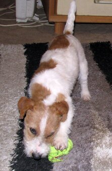 Výhodné: Jack Russell teriér – 5měsíční pejsek s PP k odběru - 10
